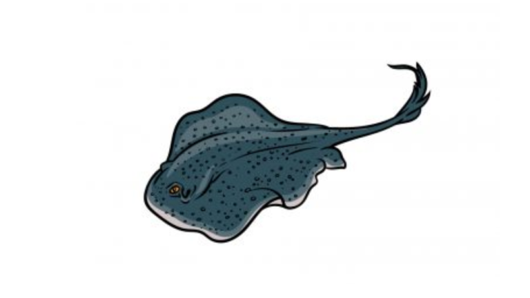 The Most Effective Method to Draw a Stingray