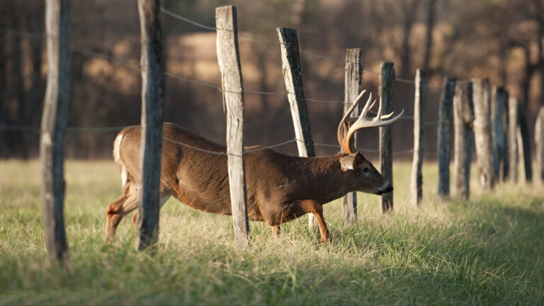 Economical Options for High Fence Deer Hunting Trips