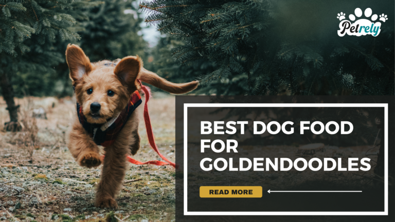 Best Goldendoodle Puppy Dog Food Review