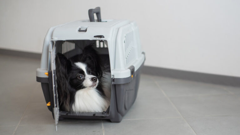 Safe and Stress-Free: Choosing the Right Pet Transport Service