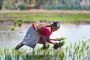 Rice Cultivation in India: Nurturing a Nation's Lifeline