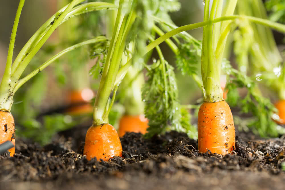 The Ultimate Guide for Carrot Farming in India