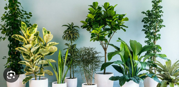 10 Most Useful Indoor Plants for Improving Air Quality