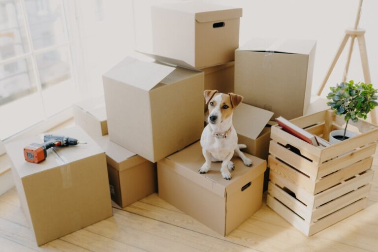 Pet Relocation: Navigating the Journey with Care and Expertise