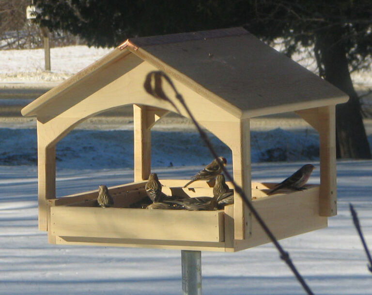 Why Invest in Wild Bird Feeders? Tips and Benefits for Bird Enthusiasts